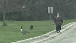 Goose meets dog