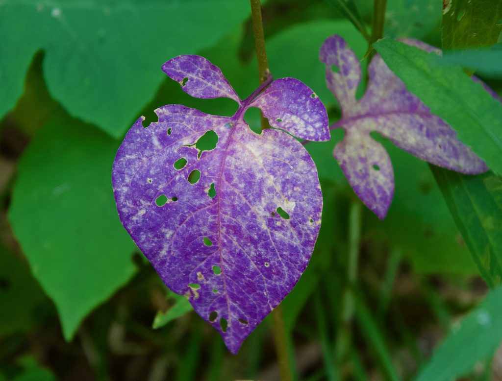 Purple Pop