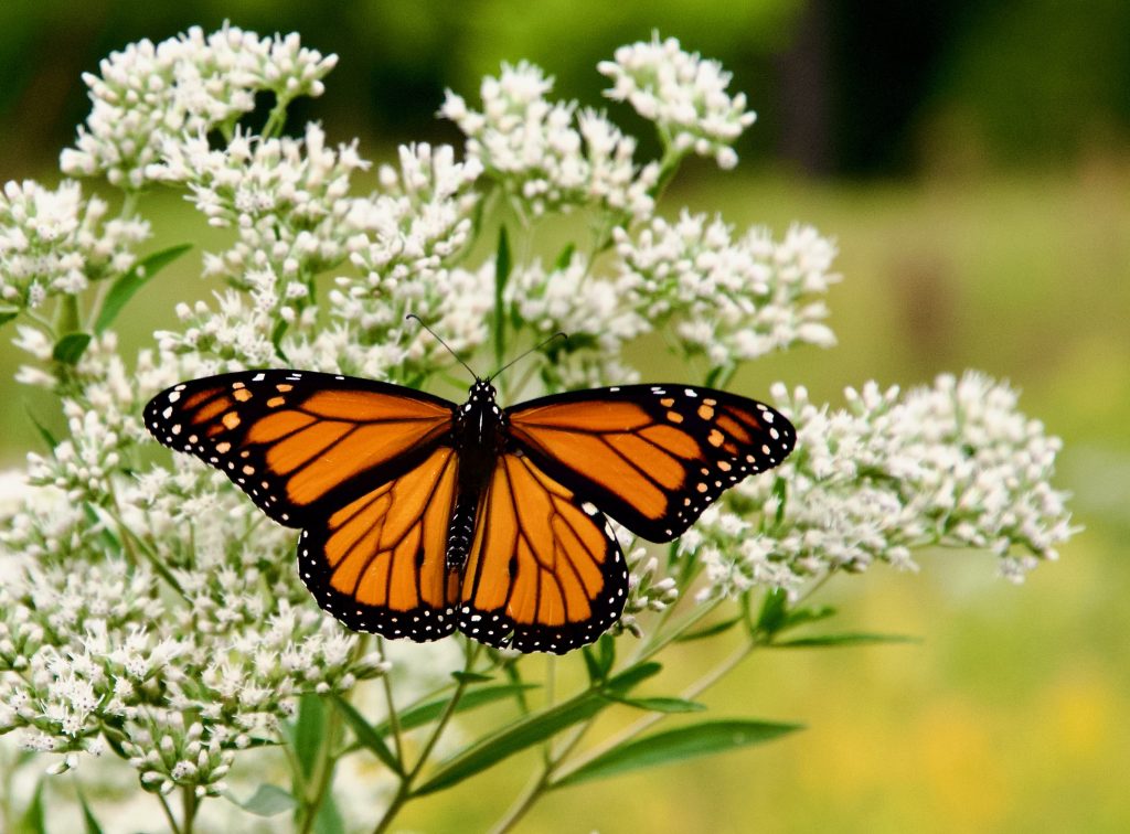 Orange Wings