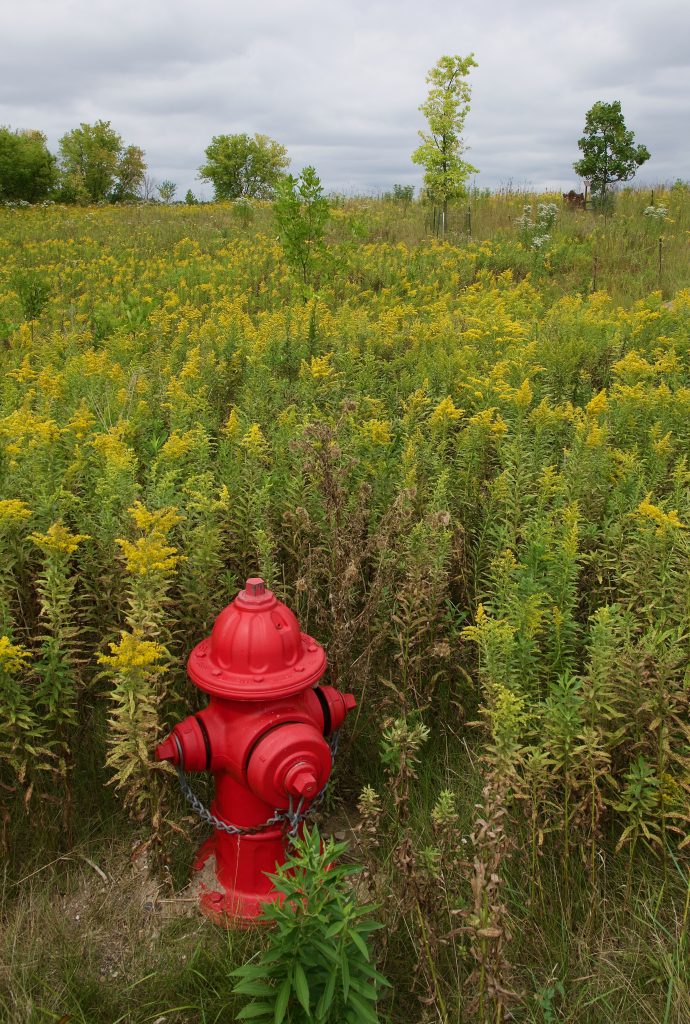 Red Splash in a Sea of Green and Gold