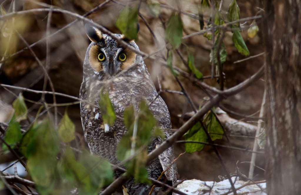Bright Eyes
