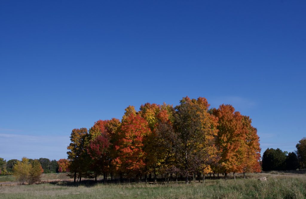 Autumn Colors