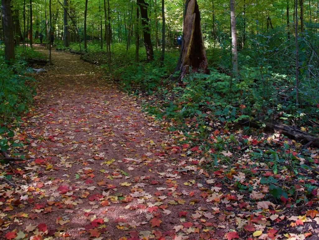 Scattered Leaves