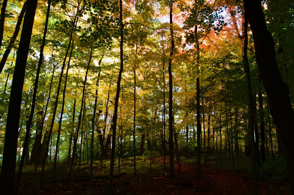 Forest Colors
