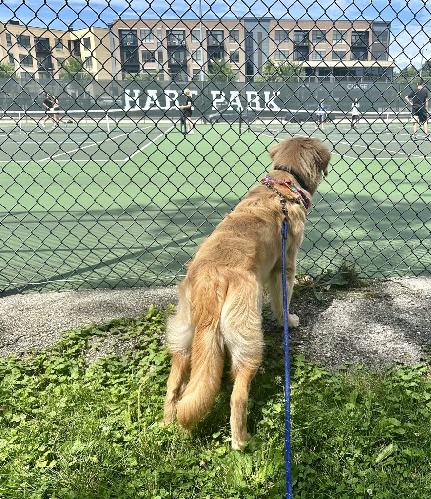 Pickleball Pup