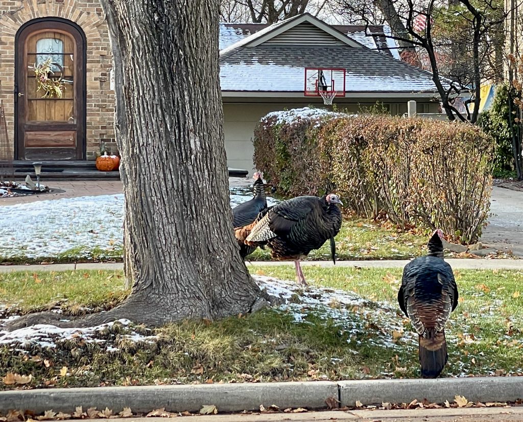 Tosa Turkeys in the Neighborhood