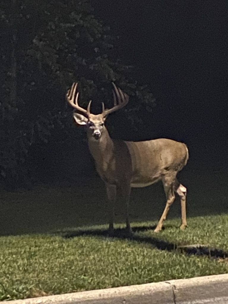 Wildlife Habitat