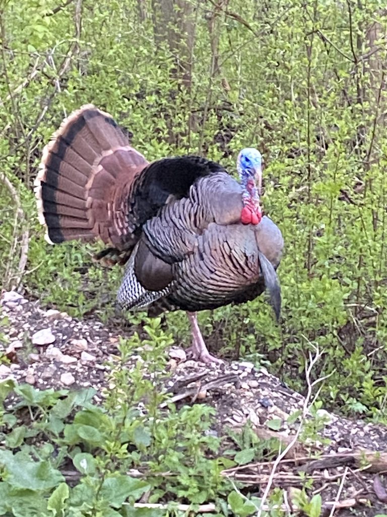 Half Strut Tom