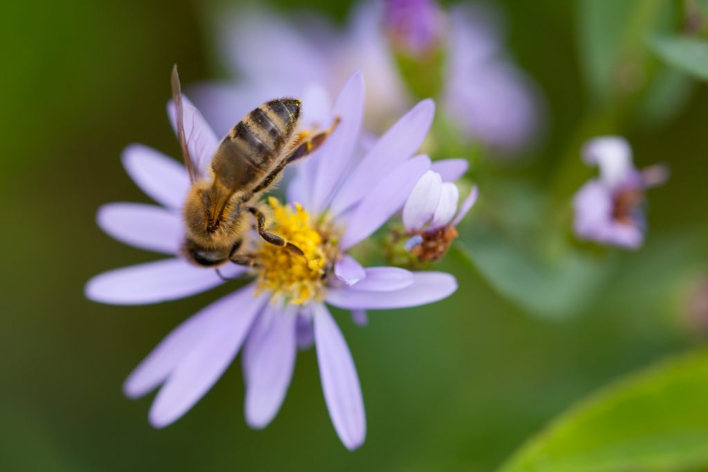 What's the Buzz at Hartung?