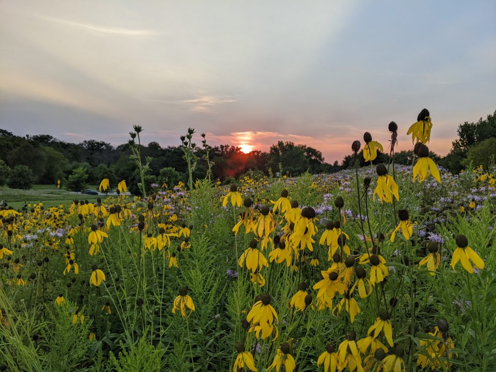 The yellow sunset and flowers