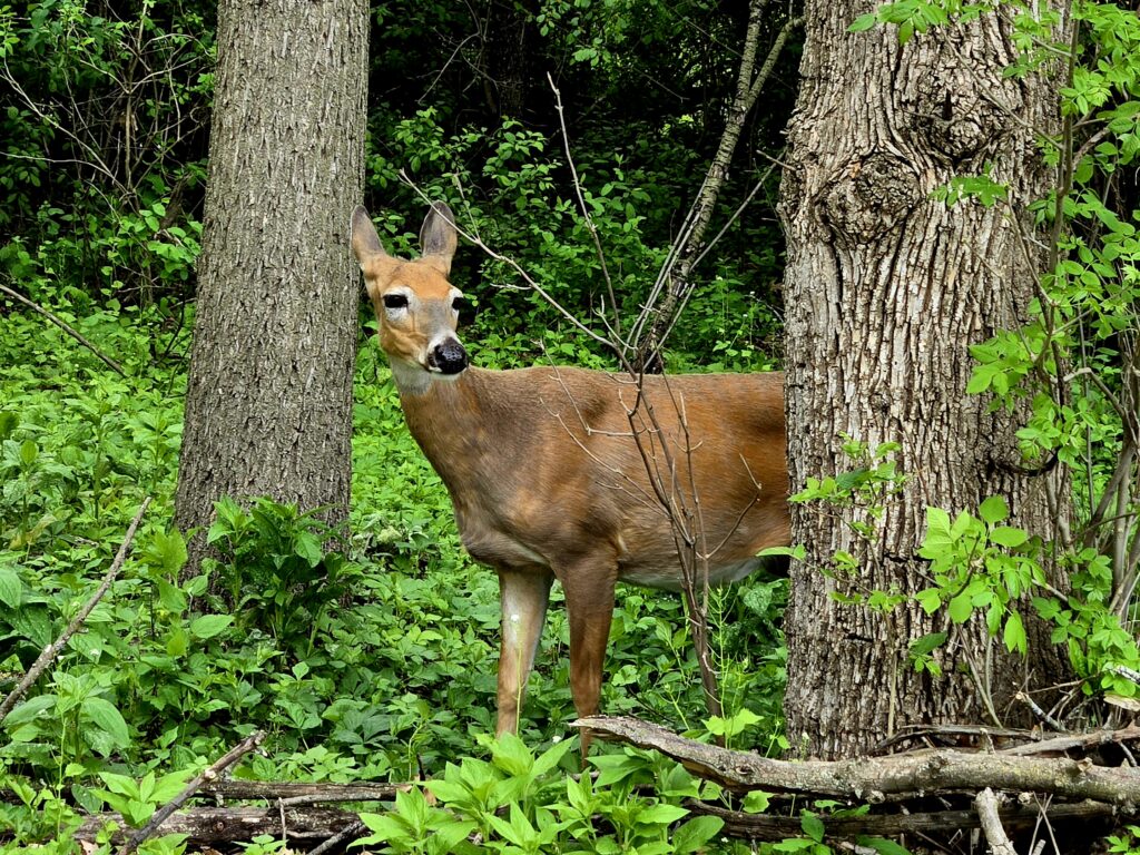 Friendly doe