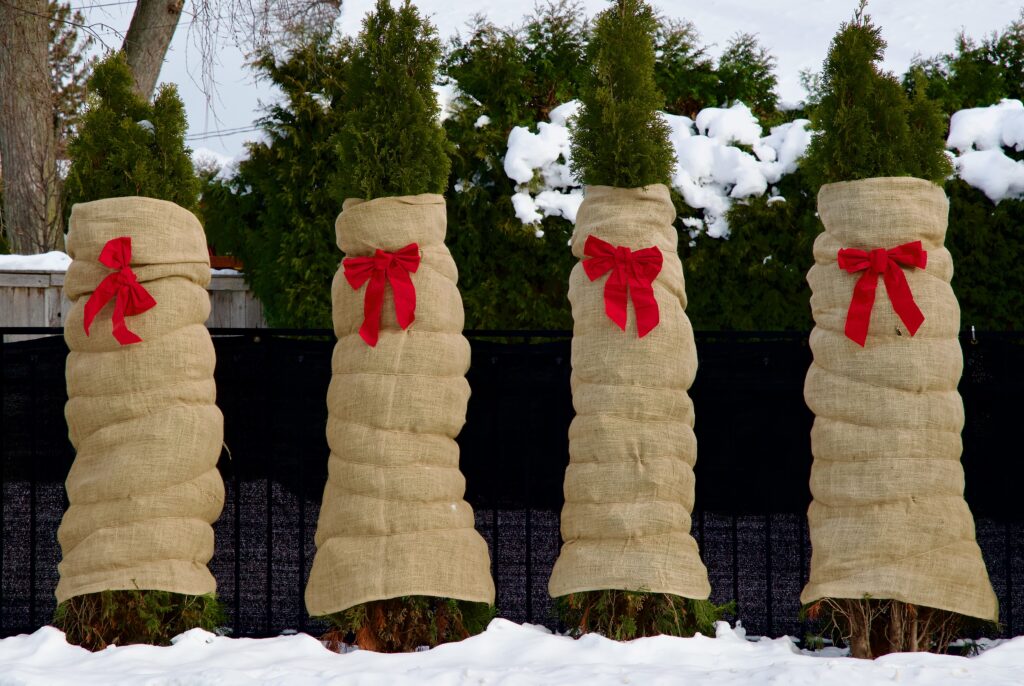 Trees Wrapped Up for the Holidays