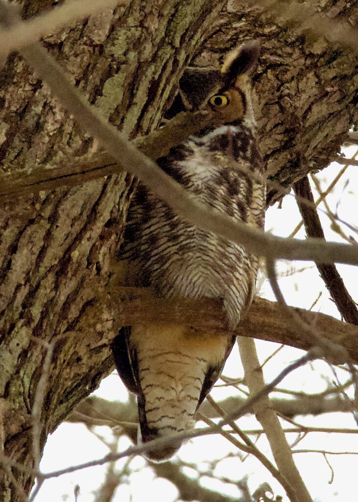 Tosa - On the Wild Bird Side