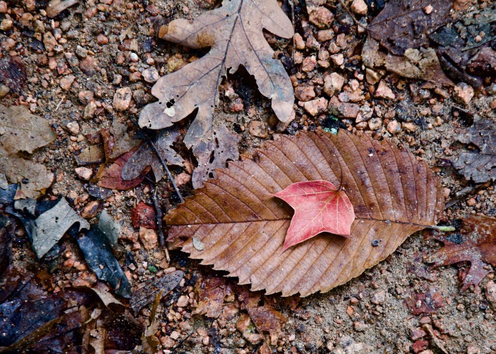 Fallen Fall Leaves