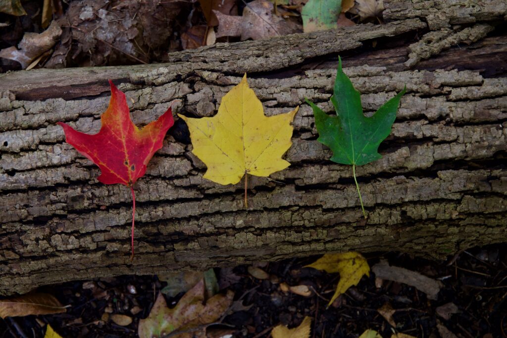 Fall Traffic Light Leaves