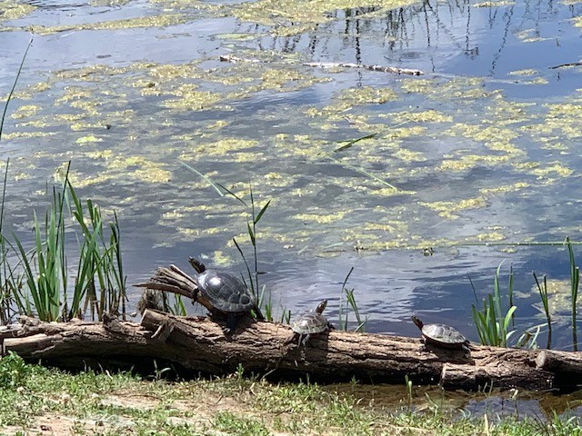 Firefly Grove Turtles in the Sun