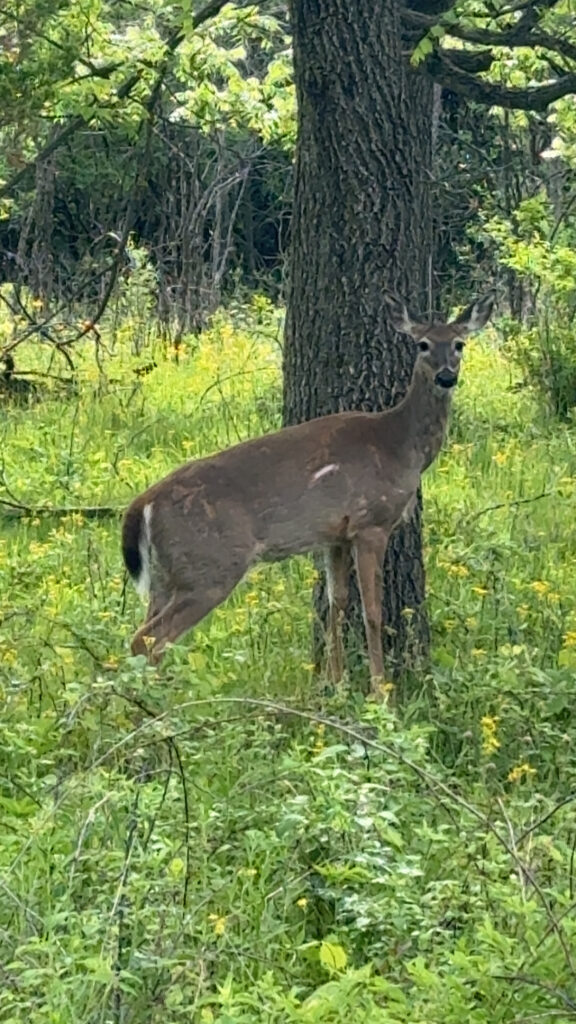 Deer in the woods.