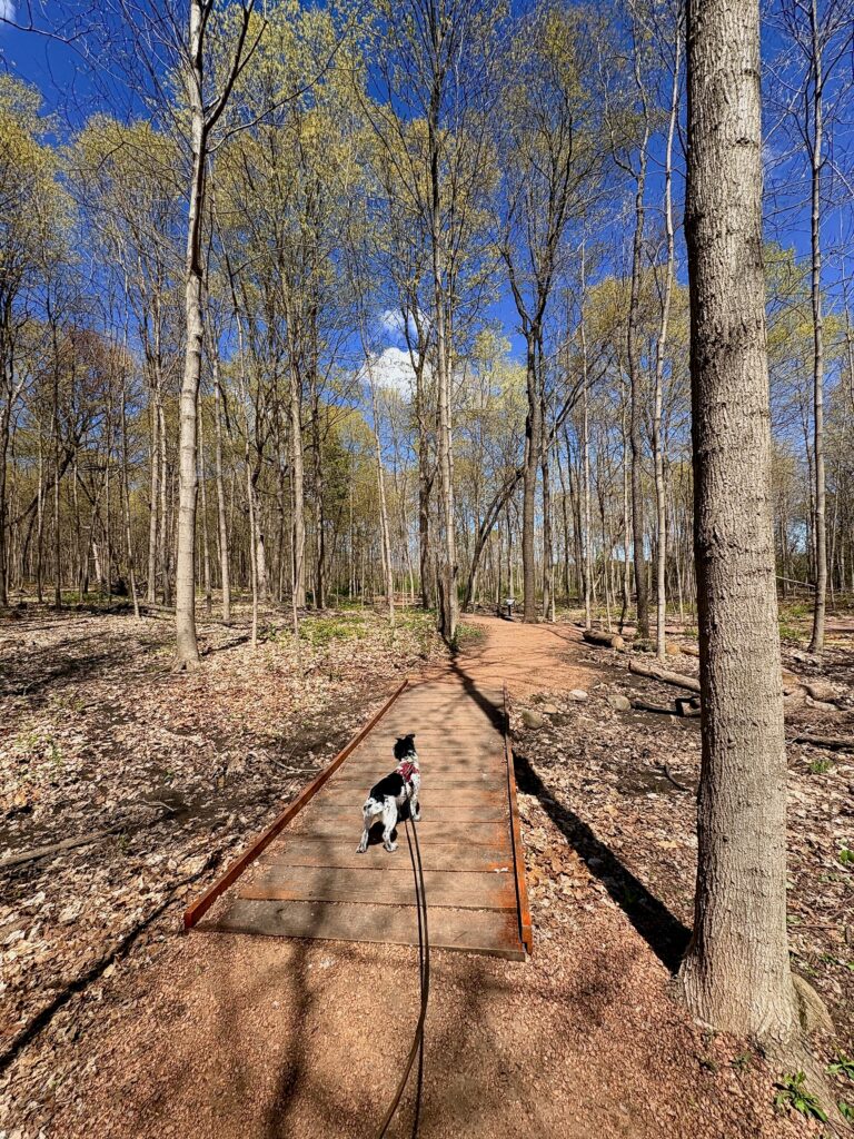 It's a Dog's World