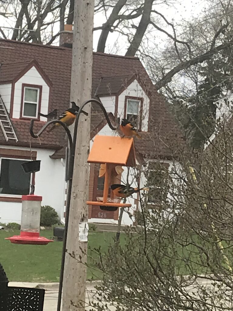 Orioles taking turns