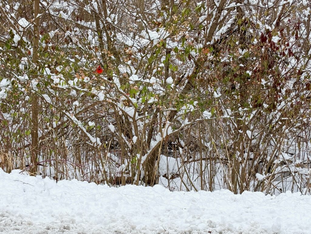Red and White