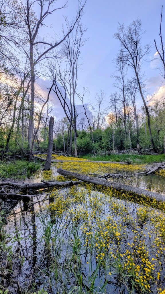 Beyond the yellow brick road