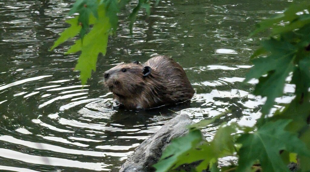 68th Street Beaver