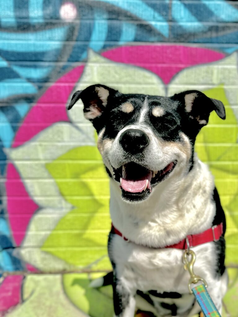 Tosa Through His Eyes