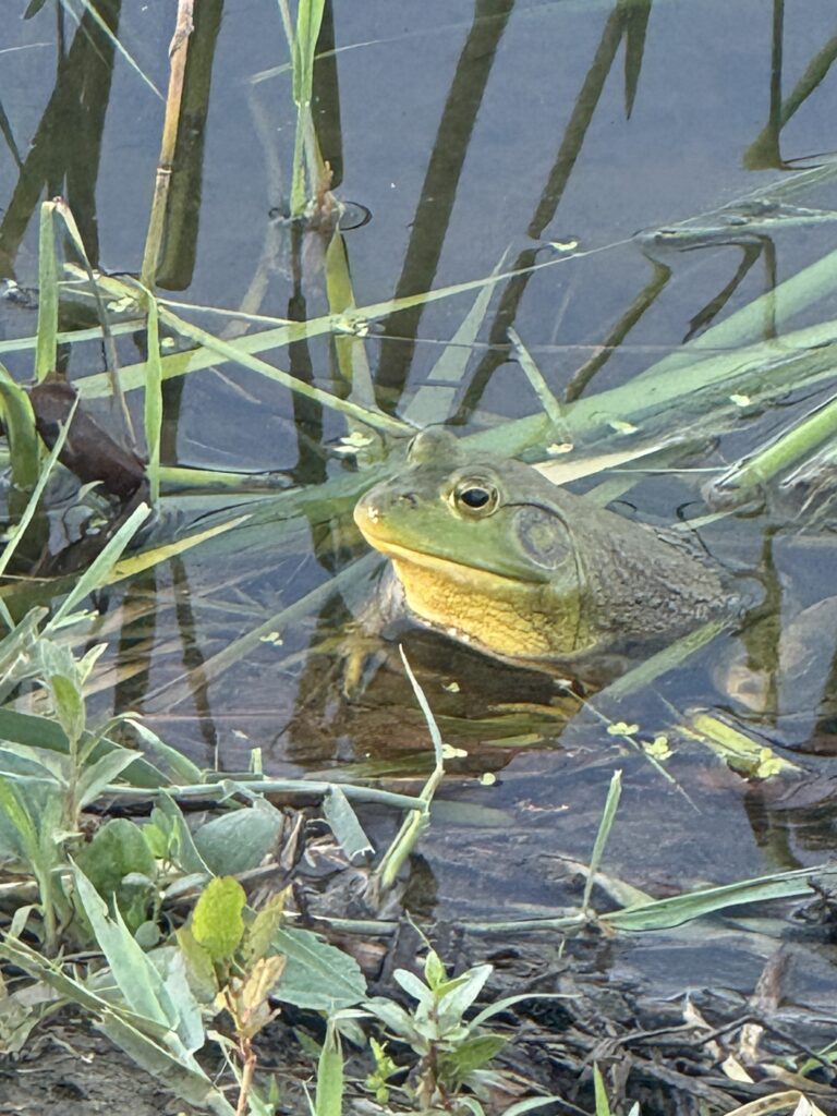 Bullfrog in the Firefly pond