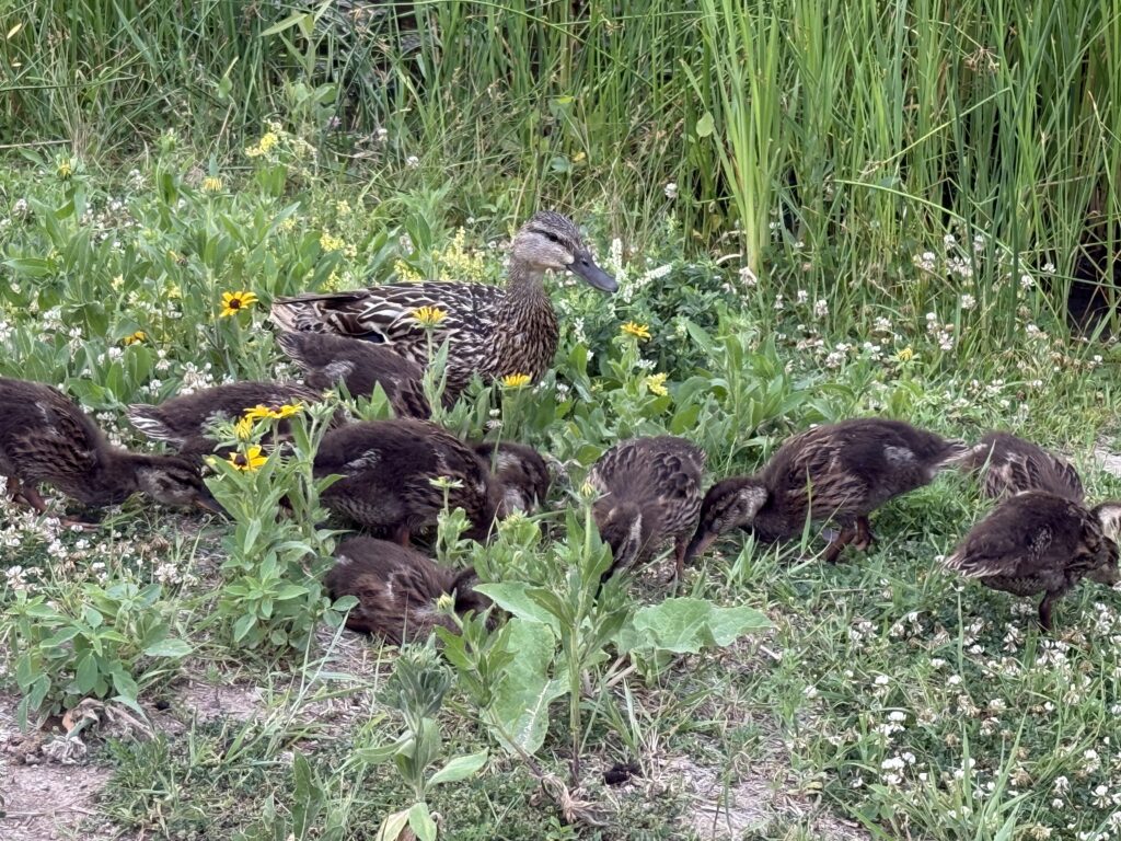 Ducks of the Firefly Grove pond