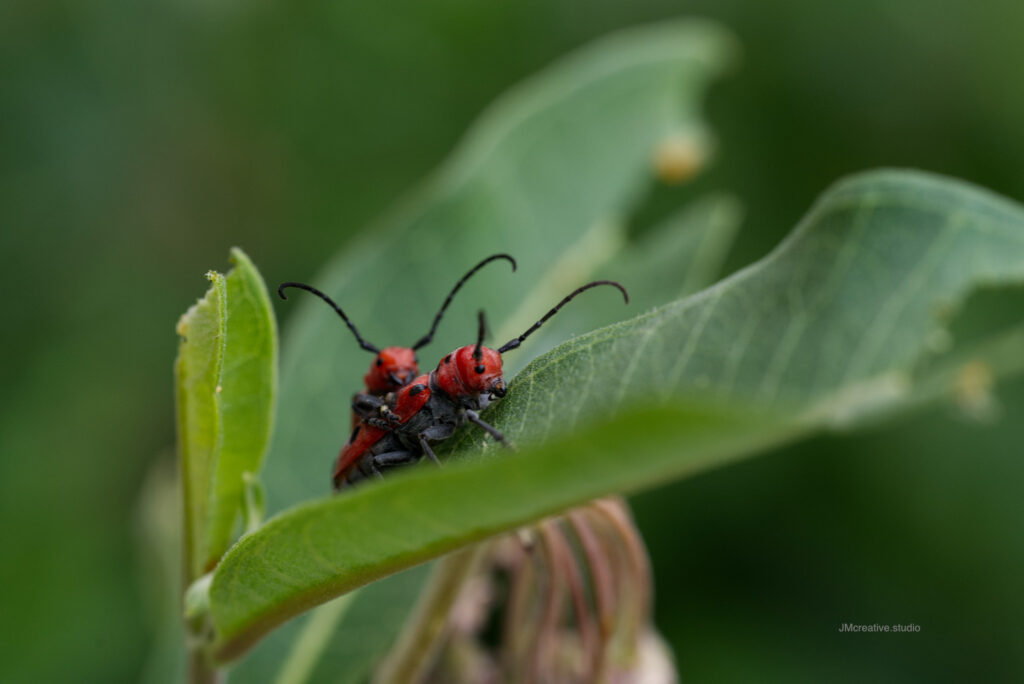 Red milkweed beetles at Hartung park