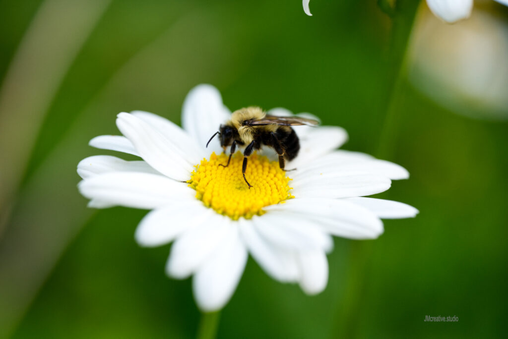 Bee at work