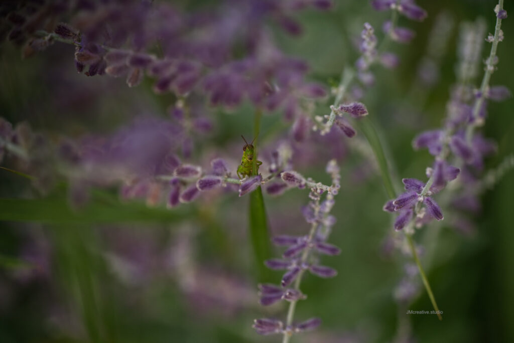 Jeff the grass hopper