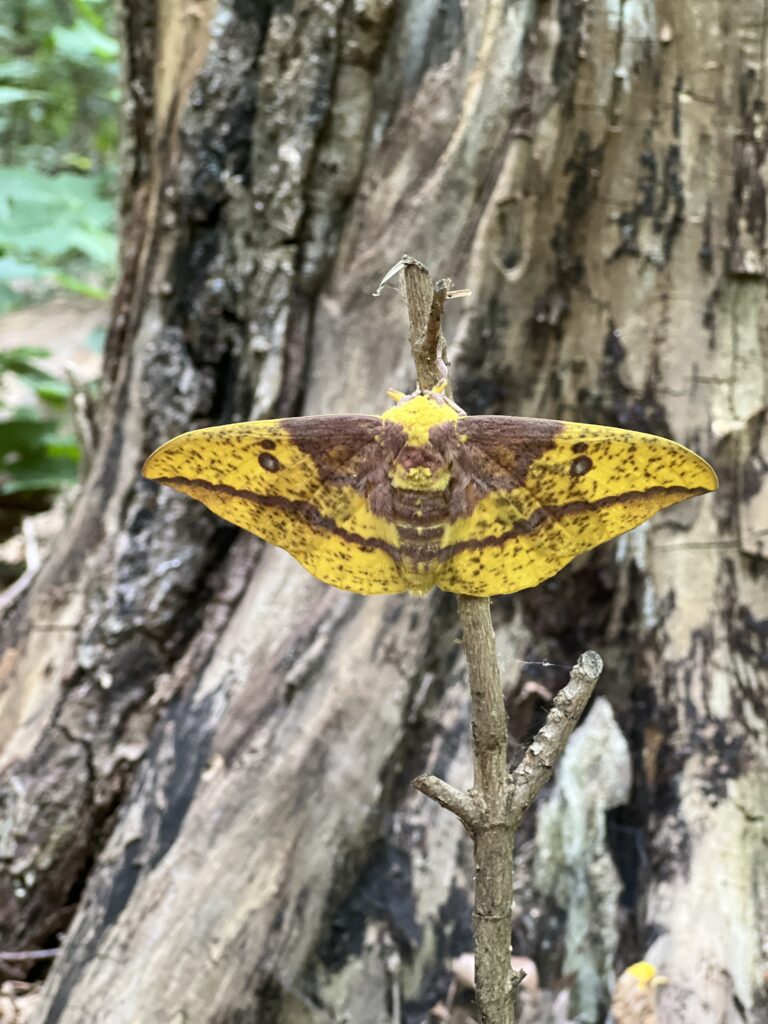 Emperor of the forest