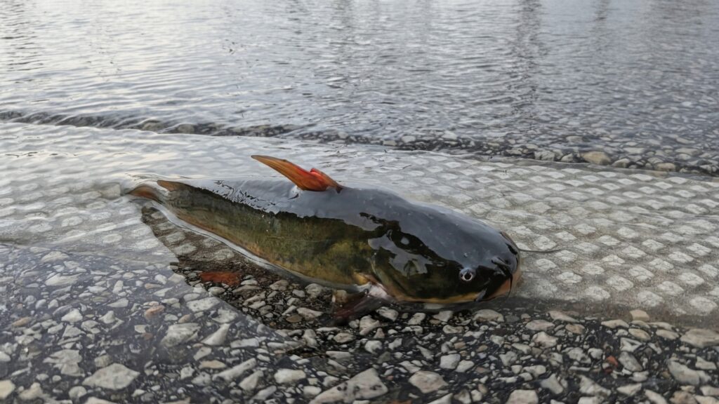 State St Catfish